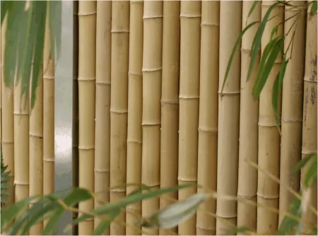 Bambus Sichtschutz